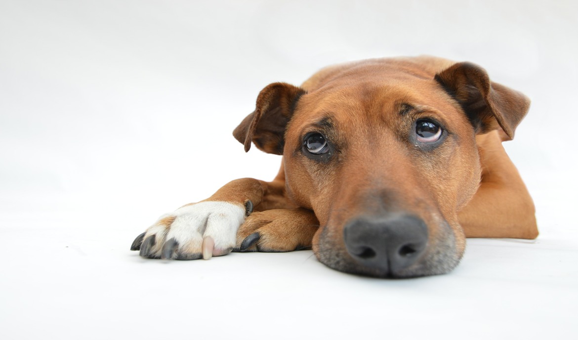Spondylose beim Hund: Ursachen, Symptome und Behandlungsmöglichkeiten